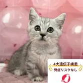 ミヌエット(短足)