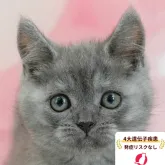 マンチカン(長足)