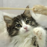 ノルウェージャンフォレストキャット