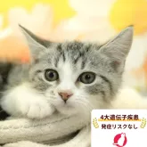 マンチカン(長足)【東京都・男の子・2026年5月17日・ホワイト系/ブルー・シルバー系】の写真1「😸全頭総額表示(接種済ワクチン代・マイクロチップ代・健康診断料込)」