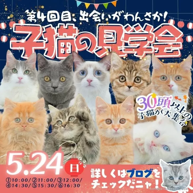 ネコのタマ子様 相談ページ マンチカン(長足)【東京都・男の子・2026年1月26日・ブラウンタビー】5