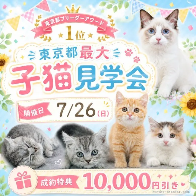 【一作限り】チュール密会の子猫たち P164 ミヌエット(短足)【東京都・男の子・2026年3月13日・レッド・ルディ系