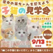 マンチカン(長足)【東京都・男の子・2026年7月4日・ホワイト系/レッド・ルディ系】の写真2「一度にたくさんの猫ちゃんに会えるチャンス！✨猫天国の世界にぜひお越しください🐱」