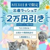 ノルウェージャンフォレストキャット【東京都・女の子・2026年6月11日・ホワイト系/ブルー・シルバー系】の写真2「今年の夏、熱いご縁を結ぶお手伝いがしたい気持ちから特大成約特典をご用意！🎁」