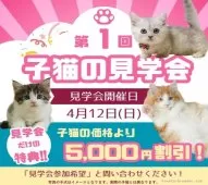 ミヌエット(短足)【東京都・女の子・2026年1月12日・レッド・ルディ系/ブラウン系】の写真2「ＧＷの都合に合わせてお迎え相談OK🌟」