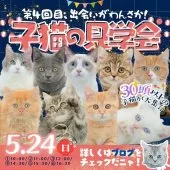マンチカン(長足)【東京都・男の子・2025年12月8日・レッド・ルディ系/クリーム系】の写真2「【✉この子猫に会いに行く】からご連絡ください💌たくさんの猫ちゃんが待ってます🐾」