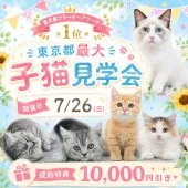 ミヌエット(短足)【東京都・男の子・2026年3月13日・レッド・ルディ系/クリーム系】の写真2「気になる猫種、気になる毛色、気になる子猫...『全部見る』を叶える七夕見学会✨」