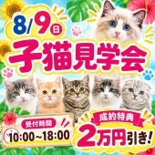 スコティッシュフォールド(立ち耳)【東京都・男の子・2026年3月27日・ブラウン系/その他】の写真2「今年の夏、熱いご縁を結ぶお手伝いがしたい気持ちから特大成約特典をご用意！🎁」