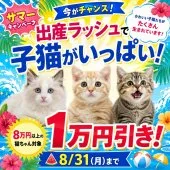 ミヌエット(長足)【東京都・女の子・2026年4月30日・ホワイト系/レッド・ルディ系】の写真2「出産ラッシュ中🌟ご成約時1万得引きにてご案内できるのは8月31日(月)まで！！」