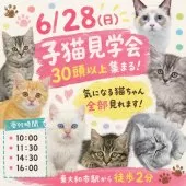 マンチカン(長足)【東京都・男の子・2026年3月26日・ホワイト系/ブルー・シルバー系】の写真2「6/28(日)30頭以上が集まる子猫見学会🐾気になる子全部見学できます👀」