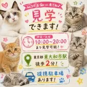 マンチカン(長足)【東京都・男の子・2026年2月3日・レッド・ルディ系/クリーム系】の写真2「東大和市駅徒歩2分！提携駐車場有！当日見学申し込みOK🌈」