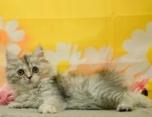 ミヌエット(長足)【東京都・女の子・2026年4月18日・クリーム系/ブルー・シルバー系】の写真5「獣医師さんによる健康診断実施済み！🏥もちろん健康診断書も付いてます🌟」