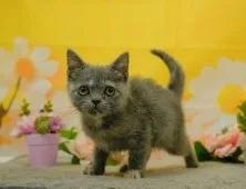 マンチカン(長足)【東京都・女の子・2026年4月13日・クリーム系/ブルー・シルバー系】の写真5「獣医師さんによる健康診断実施済み！🏥もちろん健康診断書も付いてます🌟」