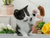 マンチカン(長足)【東京都・男の子・2026年3月29日・ブラック系/ホワイト系】の写真5「獣医師さんによる健康診断実施済み！🏥もちろん健康診断書も付いてます🌟」