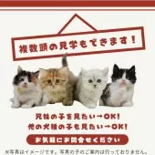 サイベリアン【東京都・男の子・2026年1月5日・ホワイト系/ブルー・シルバー系】の写真9「複数の子猫を見学可能です☺ご希望の子がいれば遠慮なくお伝えください！🐾」