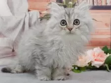 ミヌエット(長足)【東京都・女の子・2025年12月23日・シルバータビー】の写真8「みんなネコちゃん、ワンちゃんが大好きです💕大切にお世話し、ご家族の元に送り出しています☺️」