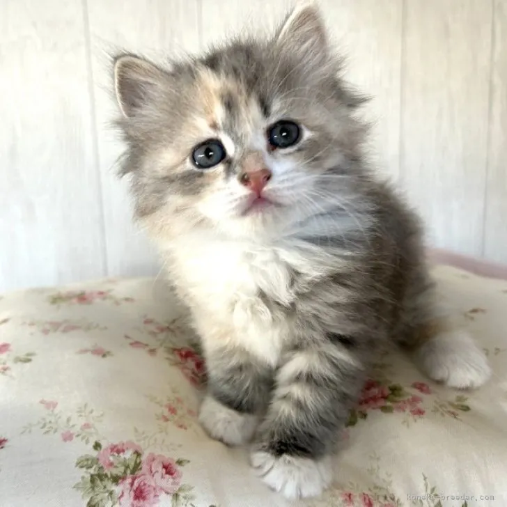 ID：2306-03605の子猫