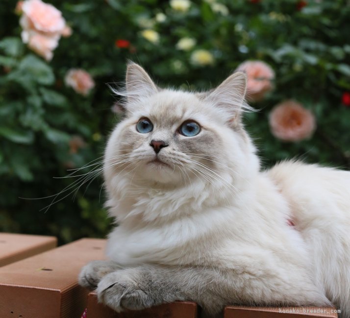 サイベリアン【・女の子・2023年11月9日・BLUE TORBIE POINT】