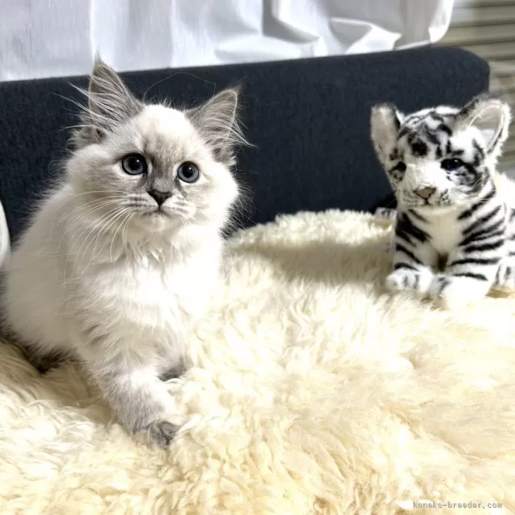 ID:2401-01266の子猫