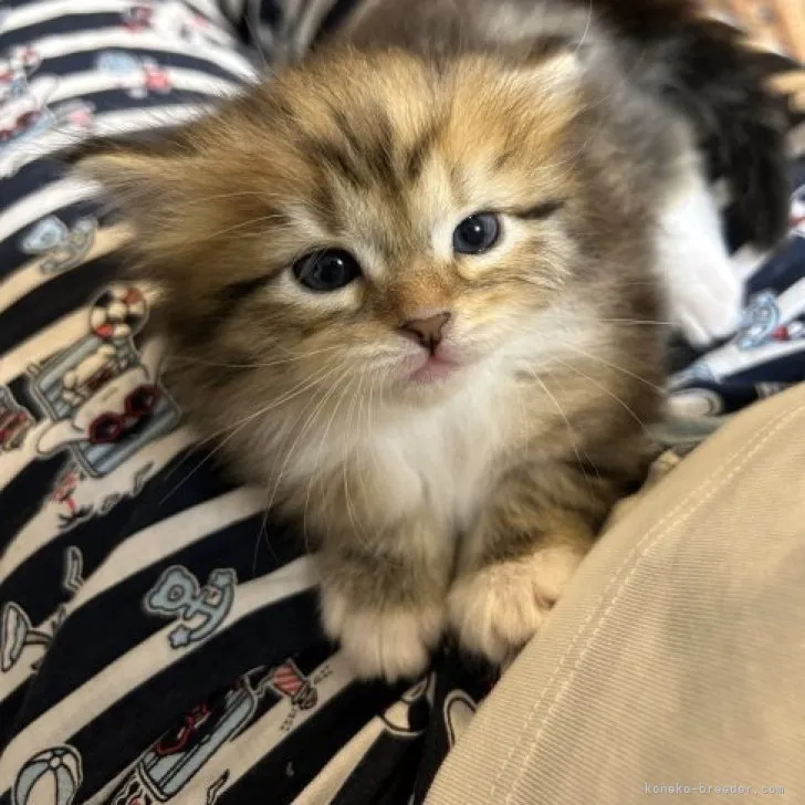 ID：2306-03607の子猫