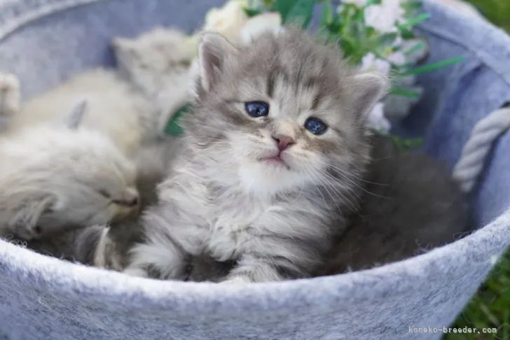 ID：2104-02194の子猫