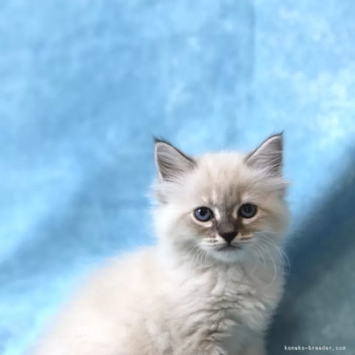 ID：2408-01840の子猫