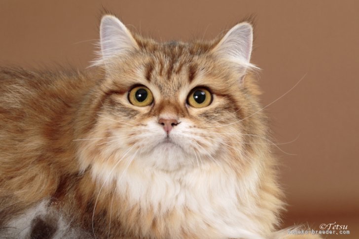 サイベリアン【・女の子・2024年3月26日・BLACK CORIN GOLD MACKEREL】