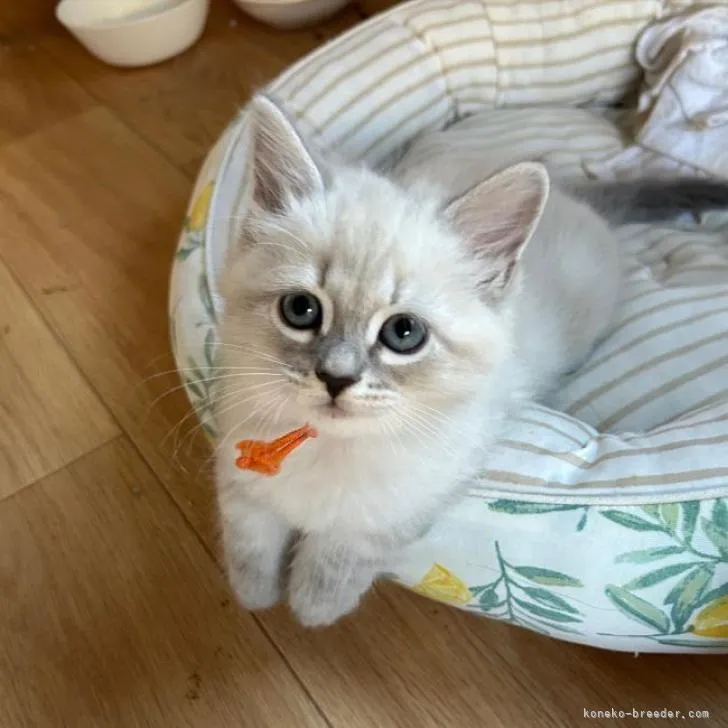 ID：2210-01585の子猫