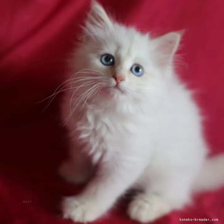 ID：2604-00107の子猫
