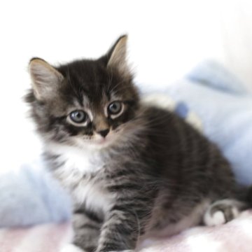 サイベリアン【千葉県・女の子・2025年9月21日・ブラウンタビーアンドホワイト（トリプルコート）】の写真「可愛い靴下を履いており、とてもチャイミング💕」