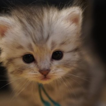 サイベリアン【千葉県・男の子・2026年6月2日・シルバータビー（トリプルコート）】の写真「明るめのシルバーで甘えん坊さんで可愛い💕」