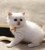 サイベリアン【千葉県・男の子・2026年2月25日・レッドリンクスポイントタビー】の写真2