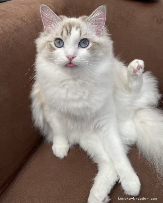 福富　紫霄(ふくとみ　ししょう)ブリーダー(埼玉県・ラグドール・CFA登録)の紹介写真1