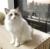 ラグドール【埼玉県・女の子・2025年6月9日・シールポイントバイカラー】の写真1