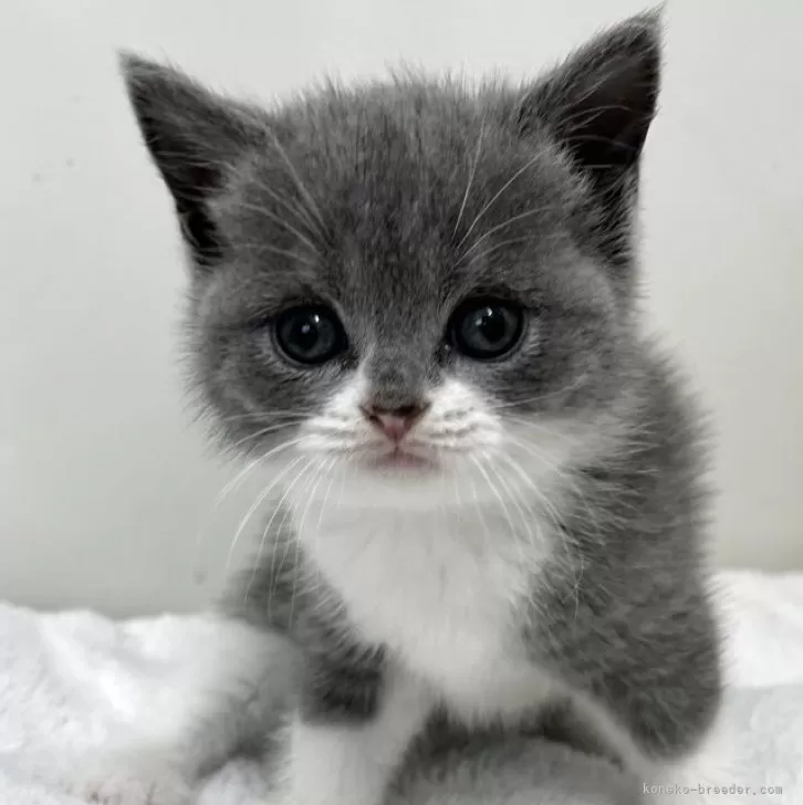 ID：2509-01795の子猫