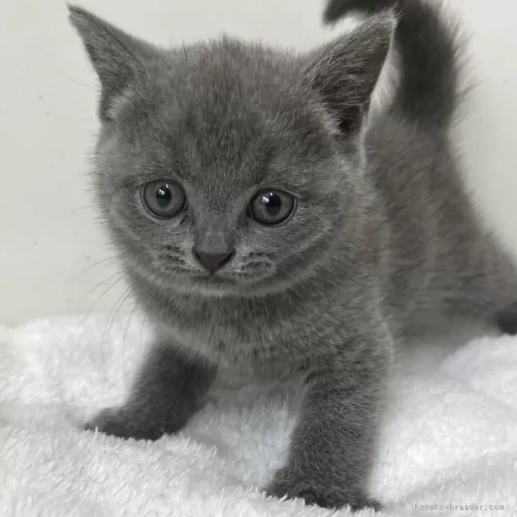 ID:2508-02642の子猫