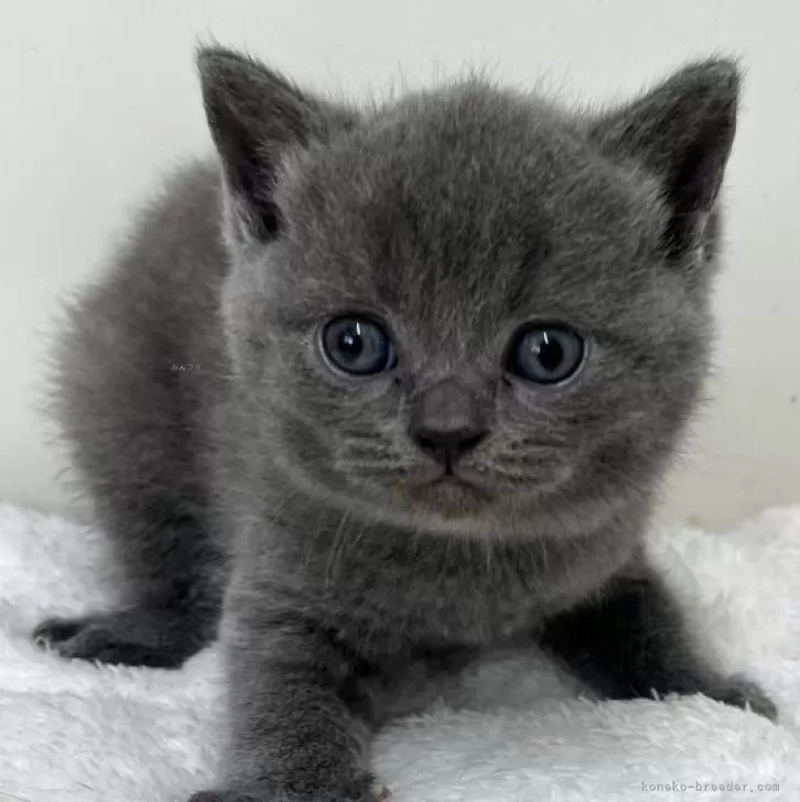 ID：2508-02644の子猫