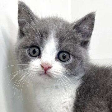 ブリティッシュショートヘア【愛知県・女の子・2025年9月28日・ブルー&ホワイト】の写真「紹介文をご覧ください」