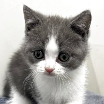 ブリティッシュショートヘア【愛知県・女の子・2025年9月28日・ブルー&ホワイト】の写真「紹介文をご覧ください」