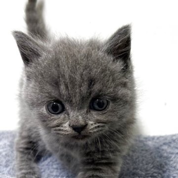 ブリティッシュショートヘア【愛知県・女の子・2025年9月28日・ブルー】の写真「紹介文をご覧ください」