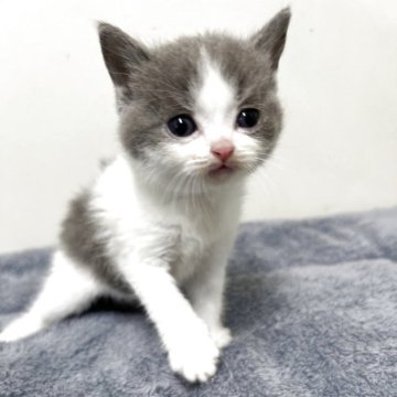 ブリティッシュショートヘア【愛知県・女の子・2025年9月28日・ブルー&ホワイト】の写真「紹介文をご覧ください」