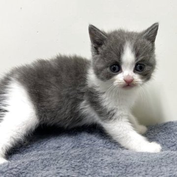 ブリティッシュショートヘア【愛知県・女の子・2025年9月28日・ブルー&ホワイト】の写真「紹介文をご覧ください」