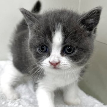 ブリティッシュショートヘア【愛知県・男の子・2025年8月11日・ブルー&ホワイト】の写真「紹介文をご覧下さい」