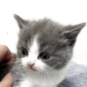 ブリティッシュショートヘア【愛知県・女の子・2025年9月28日・ブルー&ホワイト】の写真「紹介文をご覧ください」