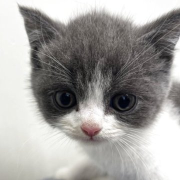 ブリティッシュショートヘア【愛知県・男の子・2025年9月28日・ブルー&ホワイト】の写真「紹介文をご覧ください」