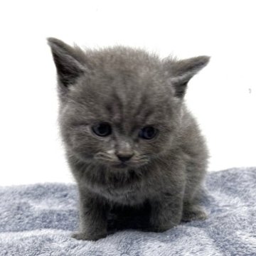 ブリティッシュショートヘア【愛知県・男の子・2025年9月28日・ブルー】の写真「紹介文をご覧ください」