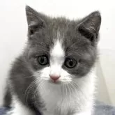 ブリティッシュショートヘア