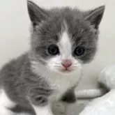 ブリティッシュショートヘア