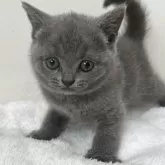 ブリティッシュショートヘア