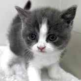 ブリティッシュショートヘア